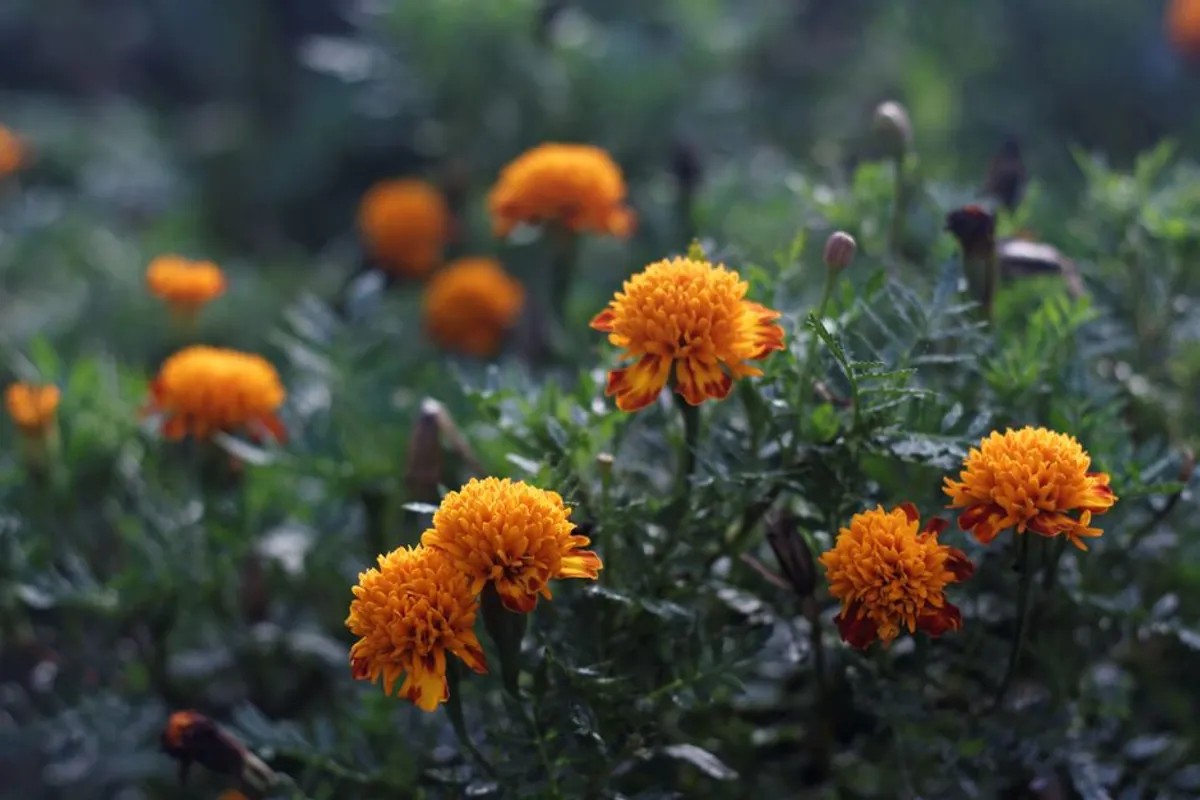 Marigold decor Package