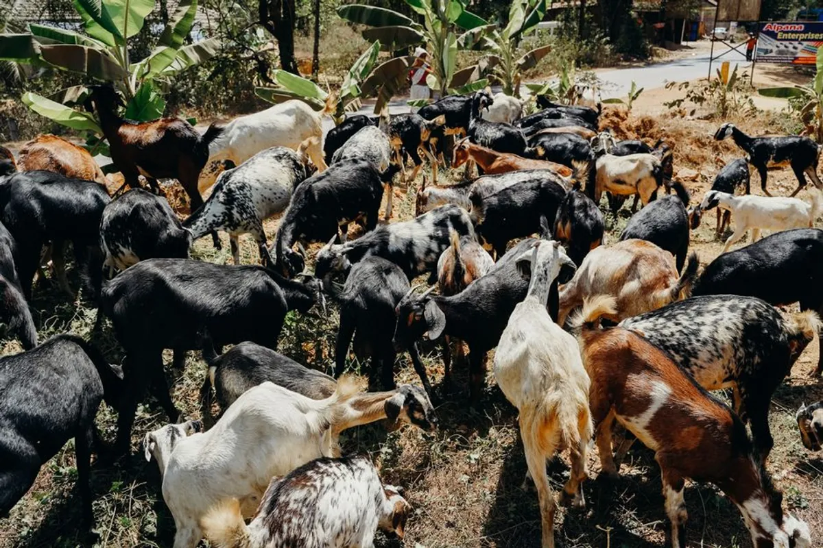 Qurbani booking Package